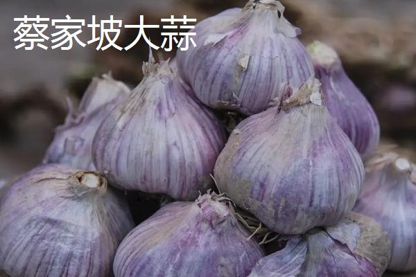 鲜大蒜的亩产量