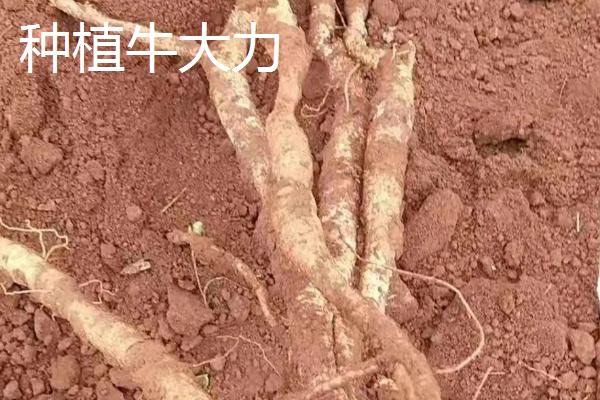 野生牛大力的外观