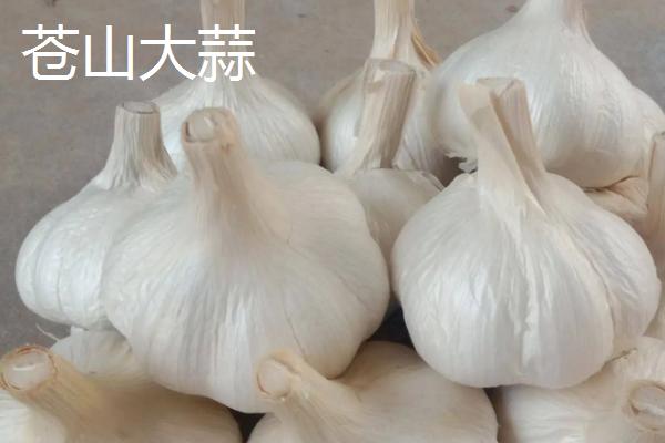 鲜大蒜的亩产量