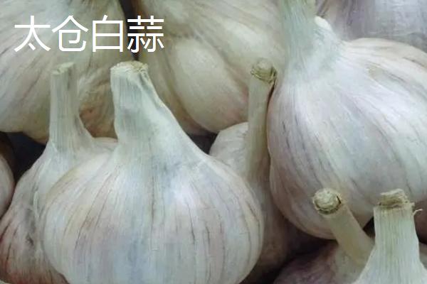 鲜大蒜的亩产量