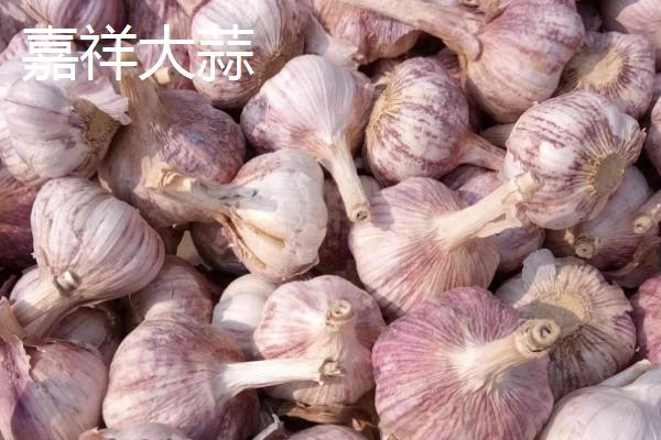 鲜大蒜的亩产量