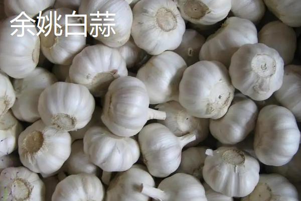鲜大蒜的亩产量