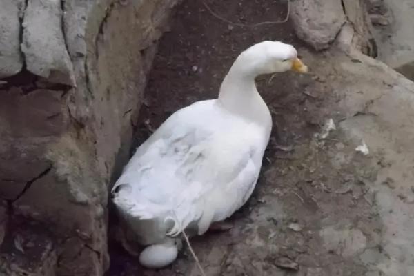 如何喂鹅才能多下蛋