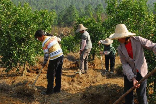 果树春季施什么肥最好