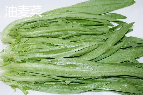 油麦菜和油菜的区别