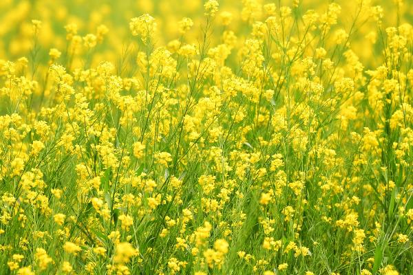 油菜花什么季节开?