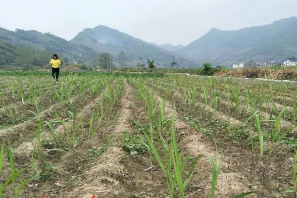 什么肥料可以让甘蔗变粗大