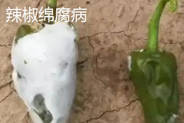 青椒病害图片及用药