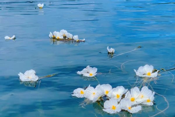 水性杨花泸沽湖几月开花