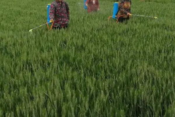 快成熟的小麦是否需要打药
