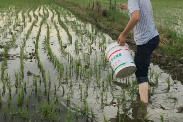 水稻一生的尿素用量