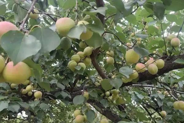 杏树种植方法，附种植管理