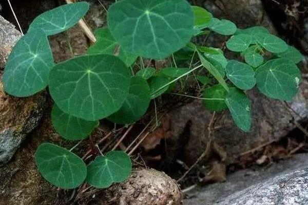 家里种植山乌龟的风水说法