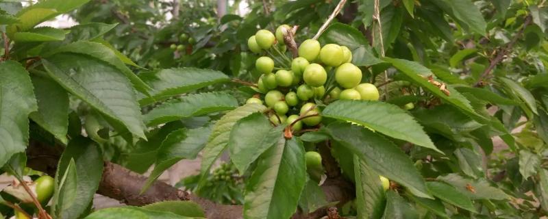 樱桃膨果期追施哪些肥料