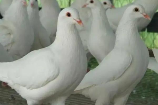 鸽子和鸡能不能杂交