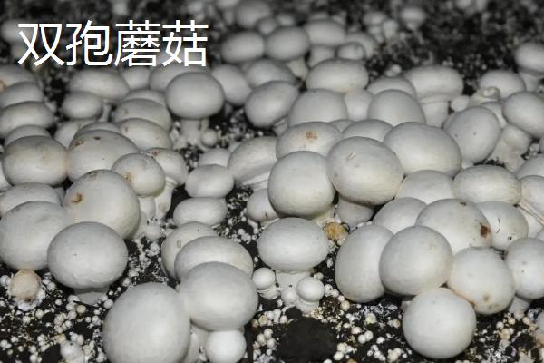 双孢菇和口蘑的区别