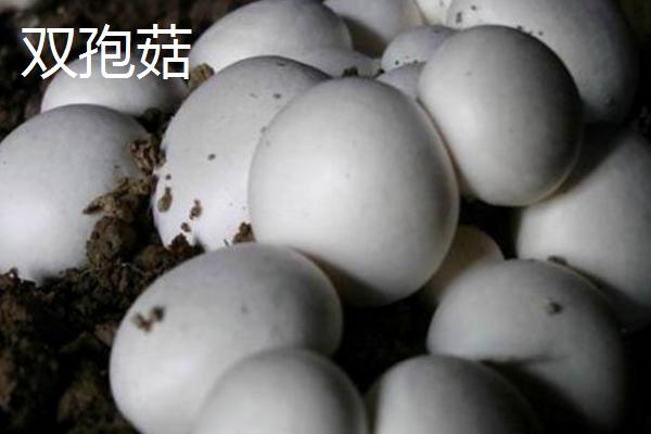 口蘑是双孢菇吗