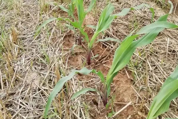 种植玉米应何时打除草剂，附玉米基本介绍