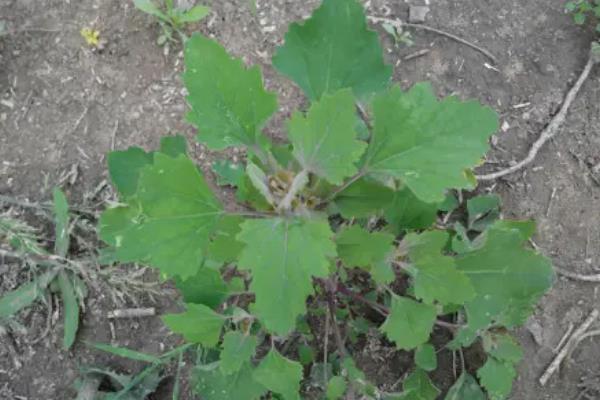 玉米地灰菜用什么除草剂管用