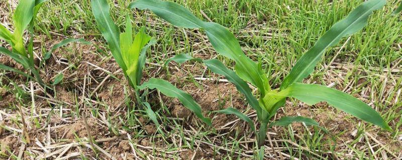 种植玉米应何时打除草剂，玉米基本介绍