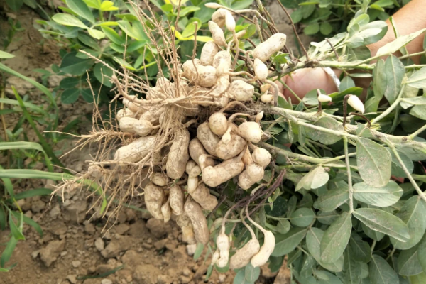 花生种多久后可以打除草剂，附花生基本介绍