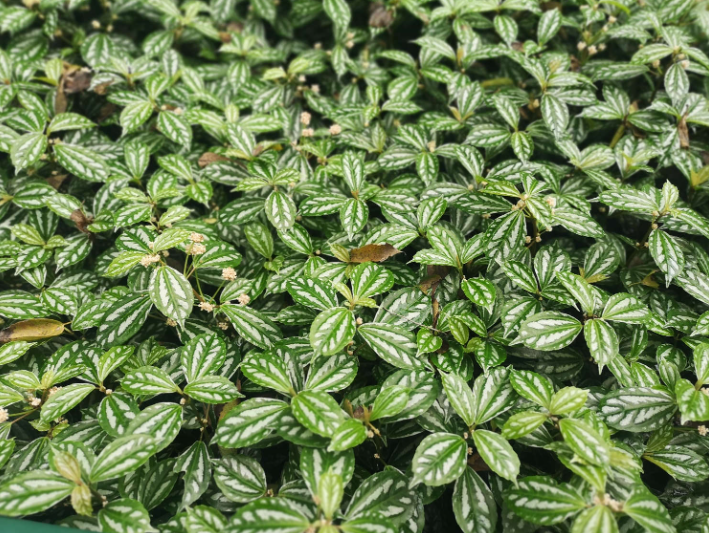 圆叶冷水花的养殖