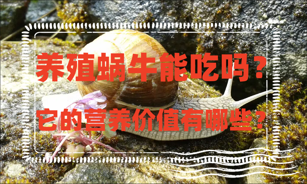 养殖蜗牛能吃吗?它的营养价值有哪些?