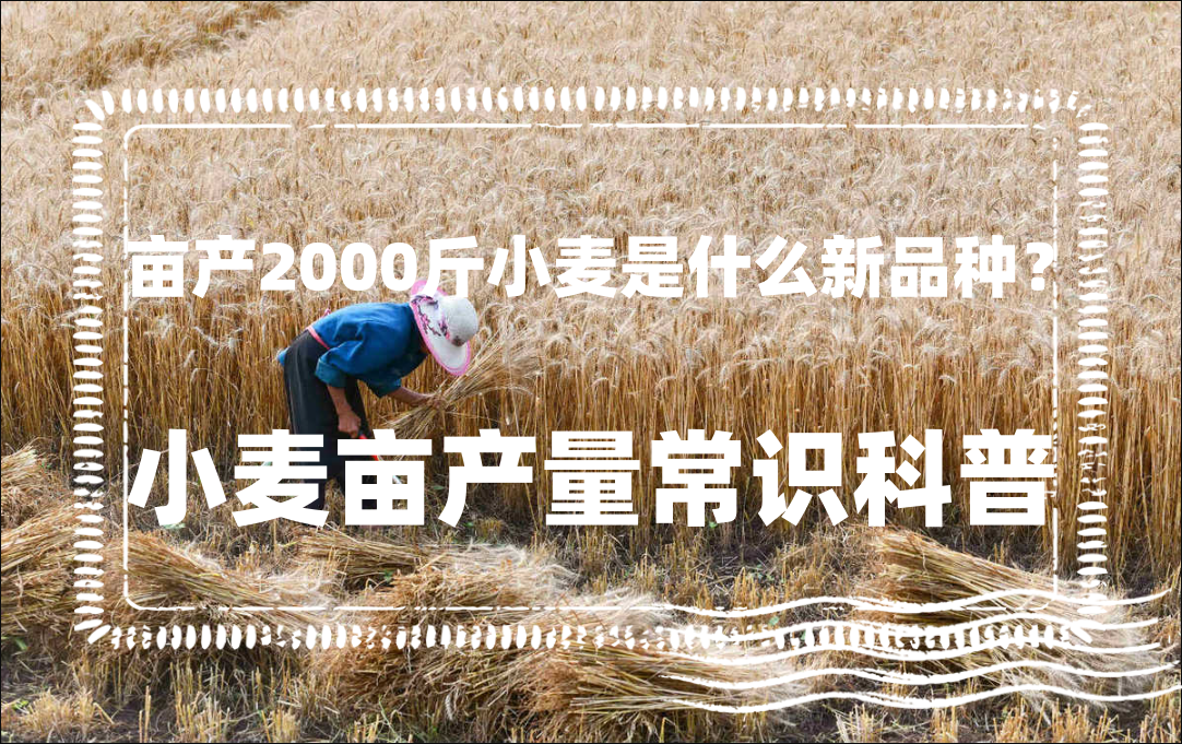 亩产2000斤小麦是什么新品种？如何提高小麦亩产量？