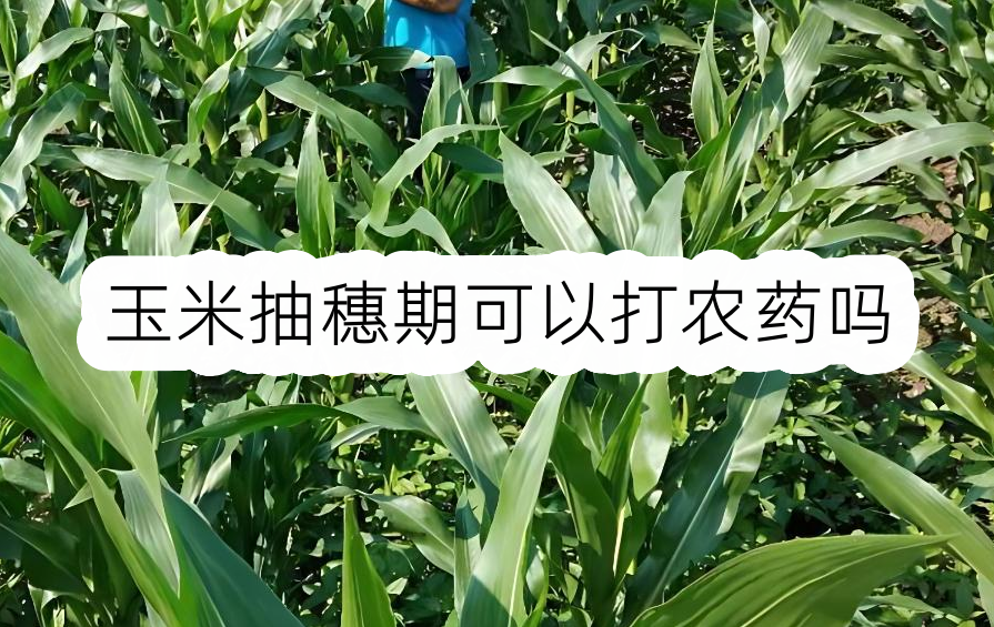 玉米抽穗期可以打农药吗