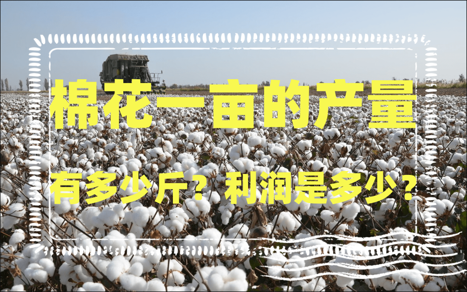 棉花一亩的产量有多少斤?利润是多少?