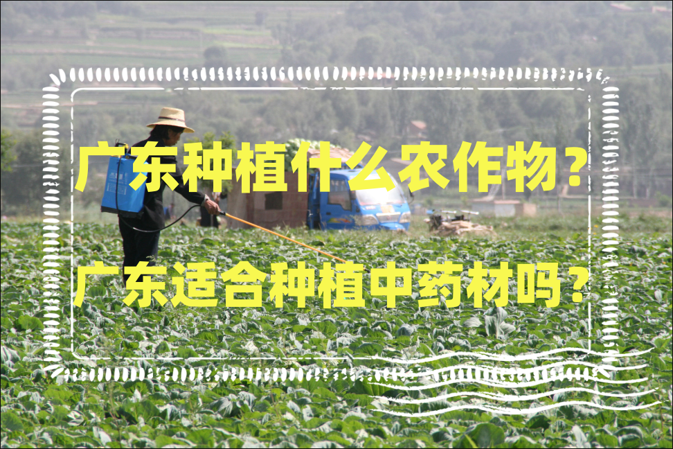 广东种植什么农作物?广东适合种植中药材吗?
