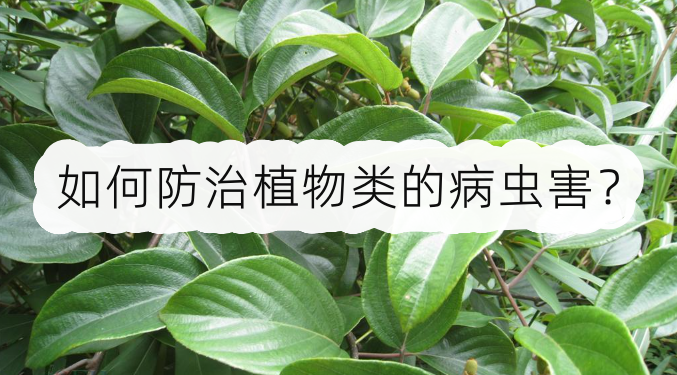 如何防治植物类的病虫害?病虫害防治要点