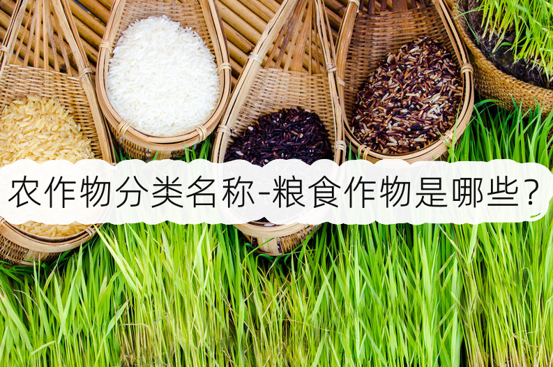 农作物分类名称-粮食作物是哪些?