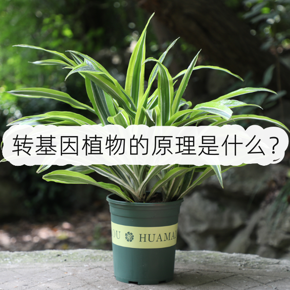 转基因植物的原理是什么?