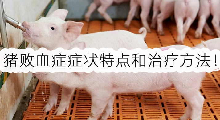 怎样判断猪是否得了败血症？猪败血症症状特点和治疗方法！
