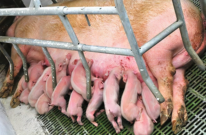 如何正确有效的提高母猪泌乳量?