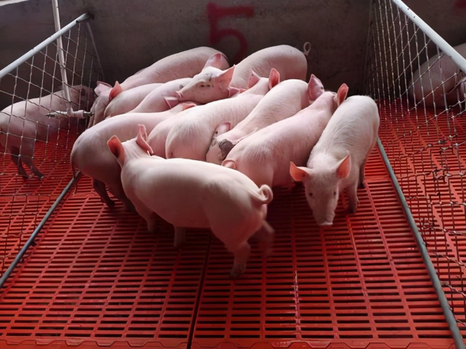 养殖中用杂料喂猪要注意什么?