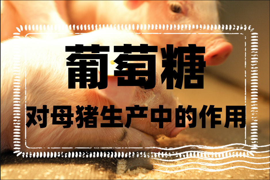 葡萄糖对母猪生产中的作用是什么?