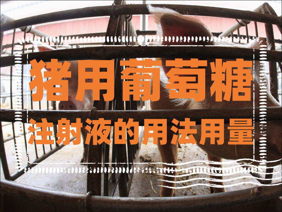 怎样给猪注射葡萄糖?猪用葡萄糖注射液的用法用量
