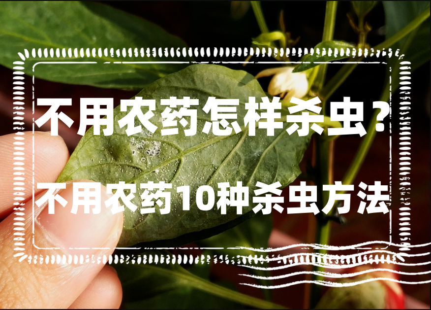 不用农药怎样杀虫?不用农药10种杀虫方法