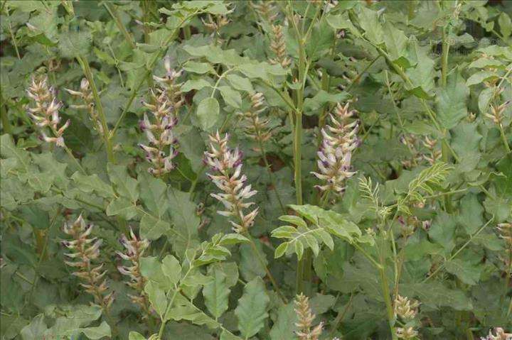 甘草种植虫害要怎么防治好？