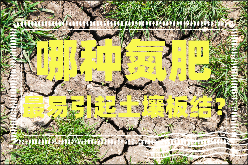 哪种氮肥最易引起土壤板结?
