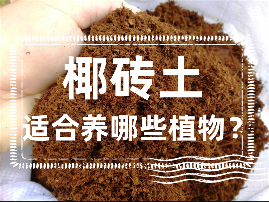 椰砖土是什么?椰砖土适合养哪些植物?