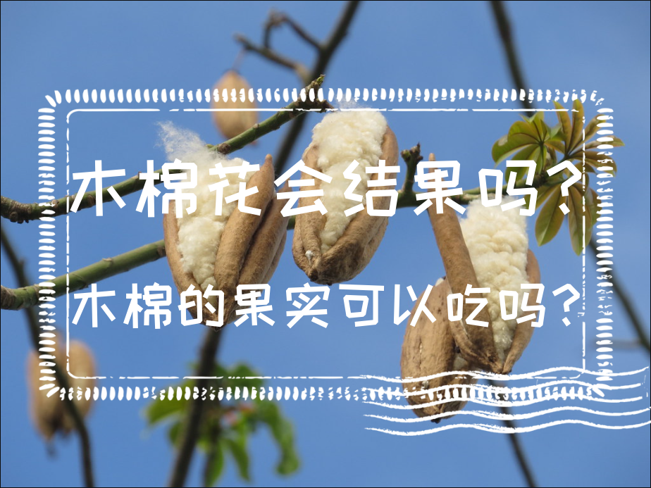 木棉花会结果吗？木棉的果实可以吃吗？