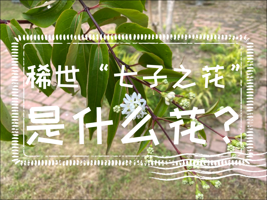 稀世“七子之花”是什么花？七子之花科普