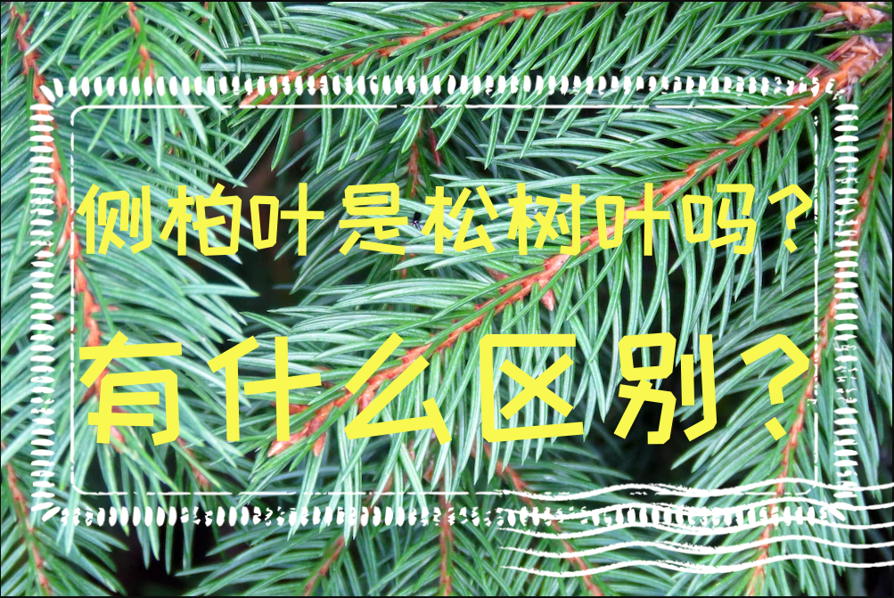 侧柏叶是松树叶吗?有什么区别?