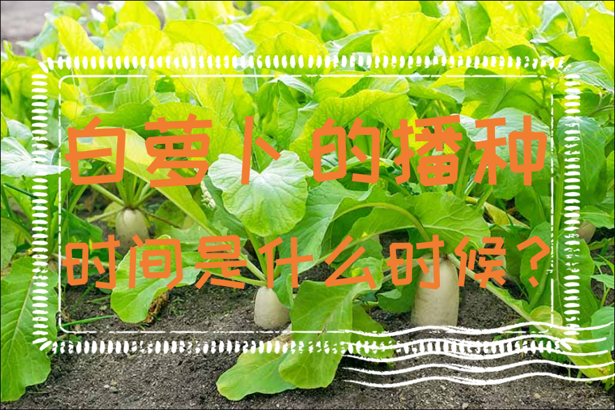 白萝卜的播种时间是什么时候？四个季节萝卜种植要点