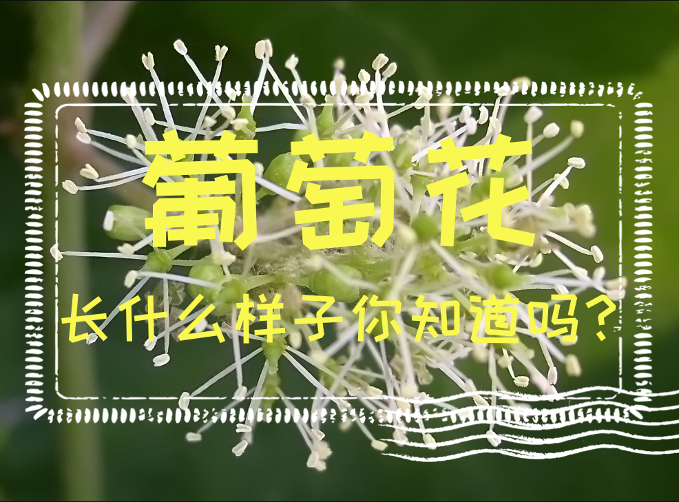 葡萄花长什么样子你知道吗？