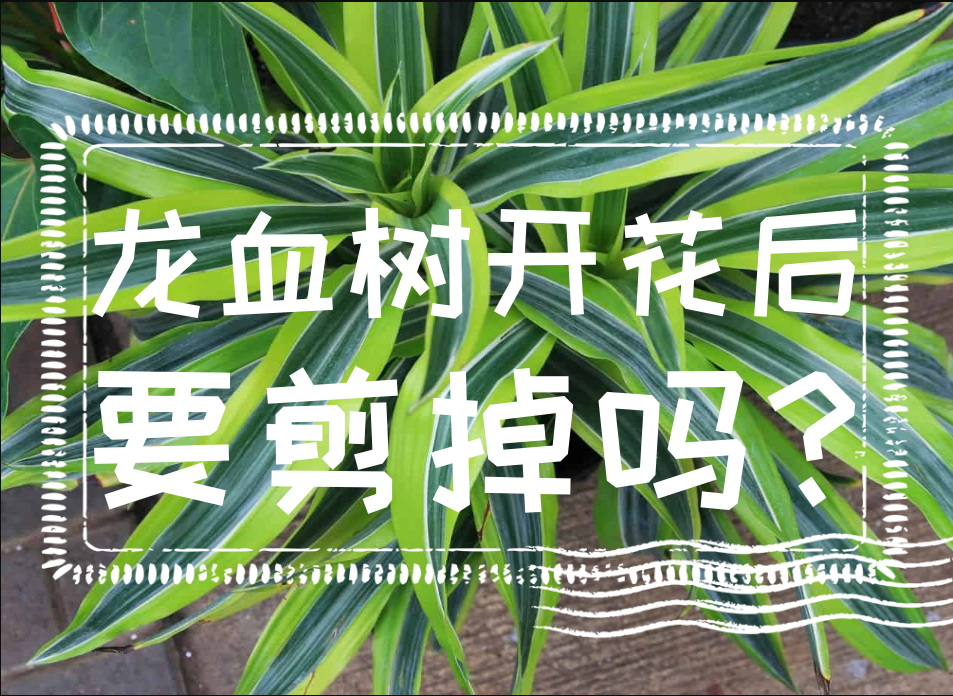 龙血树开花后要剪掉吗?龙血树的特点