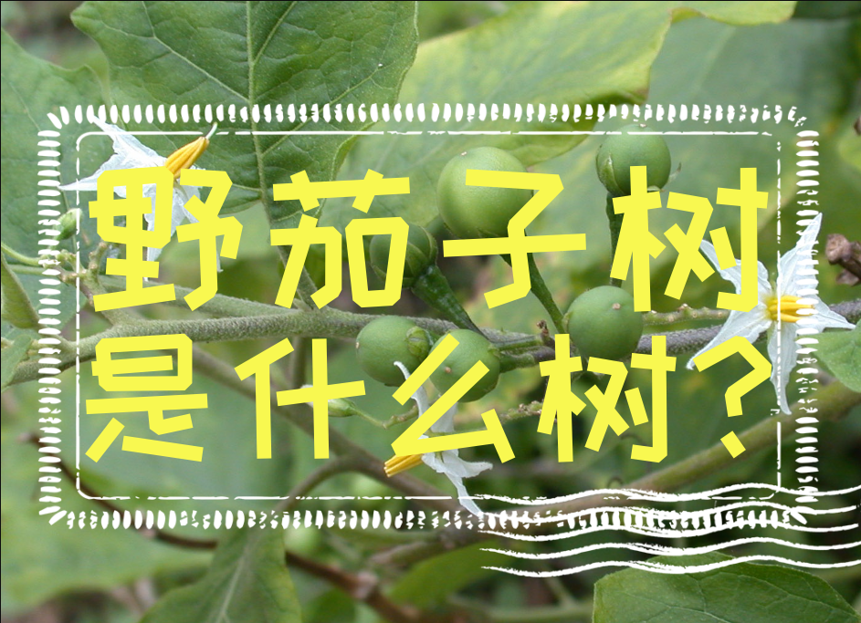 野茄子树是什么树?农业知识科普